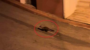 bu mahallede geceleri sansarlar geziyor 9zyG3CSM