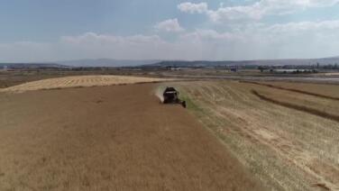 corumda ciftcinin talebiyle planli uretime alinan kanolada ilk hasat sevinci OKtivd1t