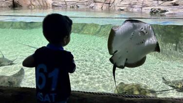 tunel akvaryum turistlerin gozdesi oldu WhYWViyD