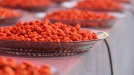 uluslararasi hitit fuar ve festivalinde corumun en iyi leblebileri yaristi jQt8XMrs