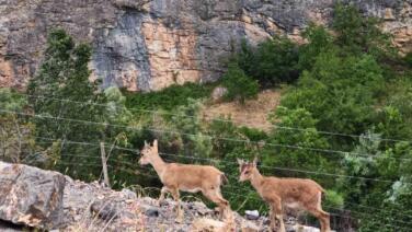 yerinde duramayan yavru yaban kecilerinin kayalar uzerindeki oyunu kamerada zeqIY2iY