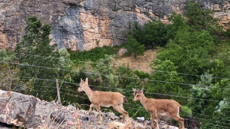 yerinde duramayan yavru yaban kecilerinin kayalar uzerindeki oyunu kamerada zeqIY2iY