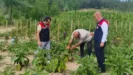 Ata tohumu uretimine yerinde inceleme
