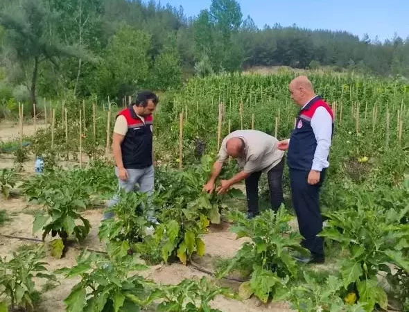 Ata tohumu uretimine yerinde inceleme