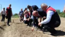 Safranin yeni sezon dikimi basladi2