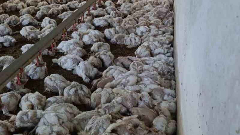 boluda kumesin havalandirmasi devre disi kalinca 4 bin tavuk telef oldu TNXaw8cG