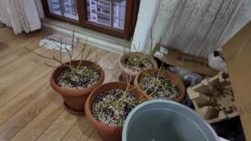 evinde uyusturucu yetistiren sahsa operasyon 1 tutuklama 2pgv8Atl