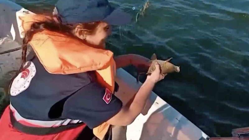kastamonuda barajda 2 bin metre ag ele gecirildi 108 balik tekrar suyla bulusturuldu dVsACK59