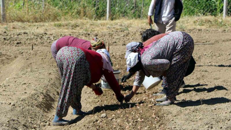 kilosu 600 bin lira safranin yeni sezon dikimi basladi n2CCQu9Q
