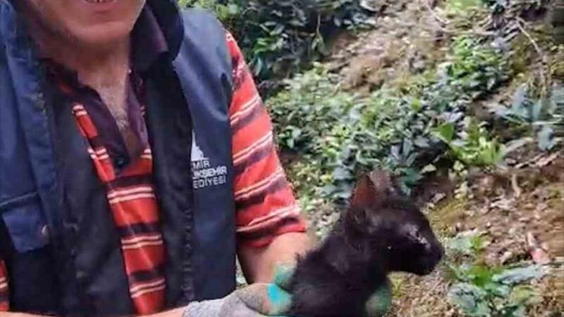 rizede 4 gundur boru icinde sikisan kediyi cay ureticileri kurtardi nyxSy2sG