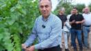 togu baglarinda sezonun ilk uzum hasadi yapildi NeIENUrc