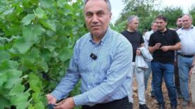 togu baglarinda sezonun ilk uzum hasadi yapildi NeIENUrc