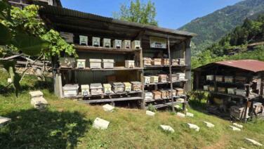 unesco korumasindaki macahelde bal hasadi basladi JPYecAb1