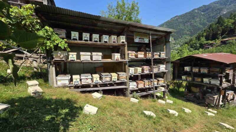 unesco korumasindaki macahelde bal hasadi basladi JPYecAb1