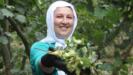 yesil altin findikta ilk hasat basladi iVA1HqBX