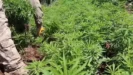 Diyarbakirda 217 bin kok kenevir ve skunk imha edildi2
