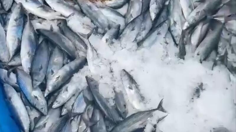 bir gecede 2 bin adet palamut yakaladi 36KG32Ej