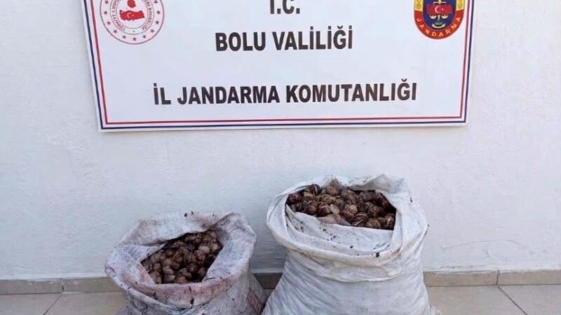 boluda kacak salyangoz operasyonu 2 sahis jandarmaya yakalandi cRpHyO4I