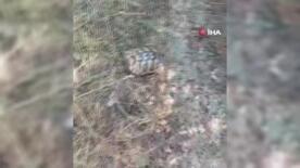 boludaki orman yangininda yurek burkan manzara RGjjcEQX