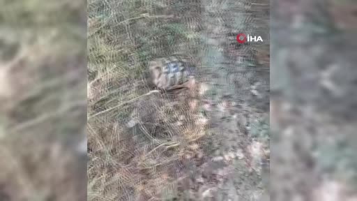 boludaki orman yangininda yurek burkan manzara RGjjcEQX