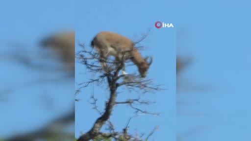 doganin tirmanis ustasi agacin tepesinde goruntulendi IN7FMnwX