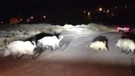 domuzlara yol tarifi gulumsetti TCsK37iN