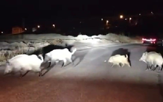 domuzlara yol tarifi gulumsetti TCsK37iN