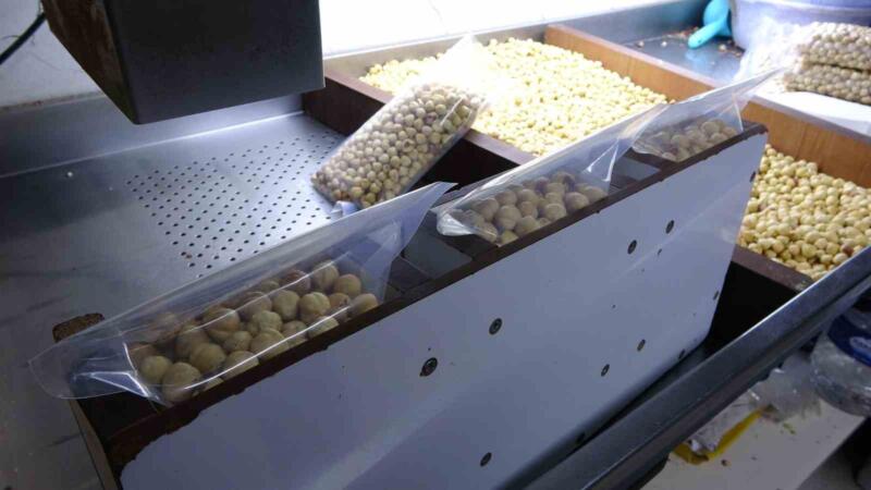 findikta hasat sezonu tamamlandi kirim kavurma ve paketleme calismalari basladi mbriCiKQ