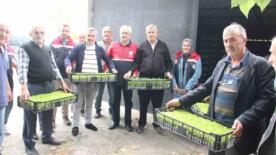 ineboluda 65 ciftciye 88 bin 400 adet sebze fidesi dagitildi wETJv6aj