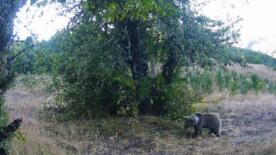 kastamonuda yaban hayati fotokapanlarla goruntulendi Mm1zZhrP