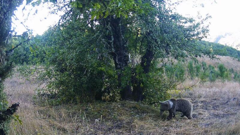 kastamonuda yaban hayati fotokapanlarla goruntulendi Mm1zZhrP
