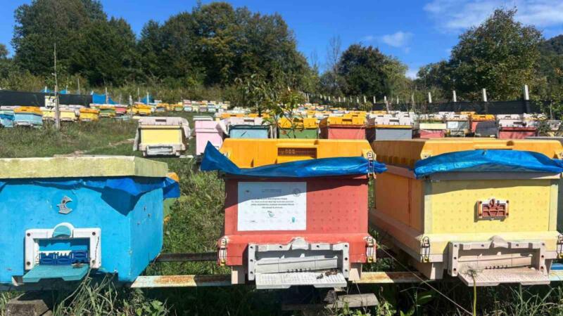 40 kovanla baslayan yolculuk profesyonel ariciliga donustu wg8pPQqA